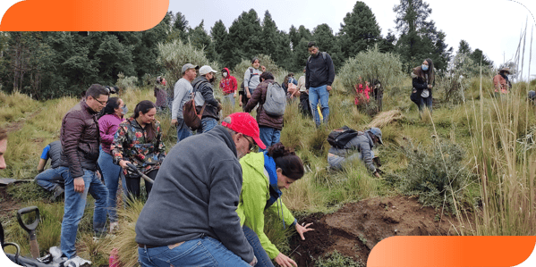 net reforesta