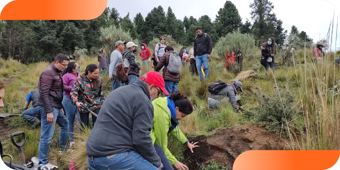 Campaña de Reforestación con Netlogistik